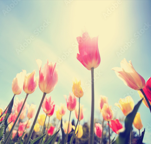 Fototapeta Naklejka Na Ścianę i Meble -  tulips framed in a wide angle image taken under the flowers tone