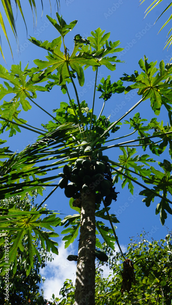 Fototapeta premium tropical landscape