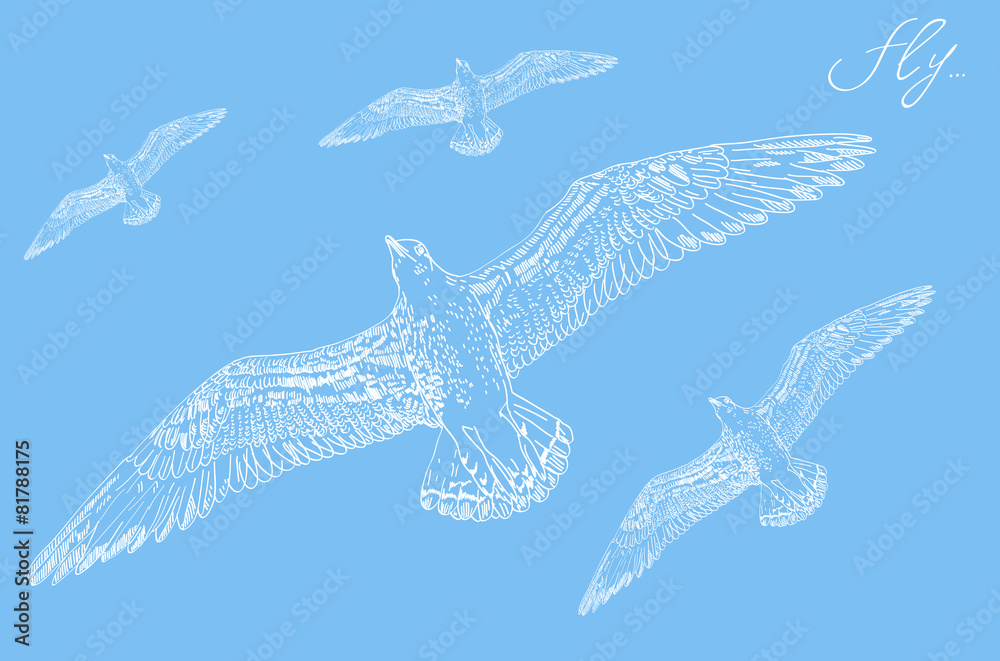 Fototapeta premium seagull background