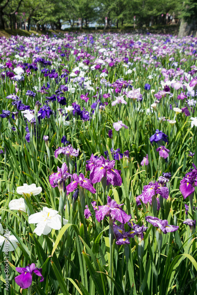 花菖蒲 花菖蒲