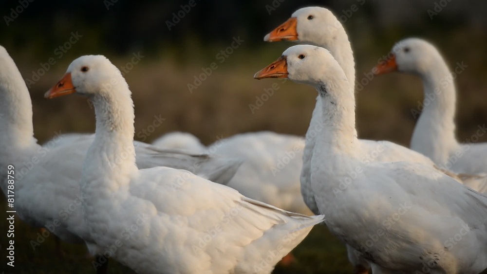 Geese on the open pasture. village Geese on the open pasture. village