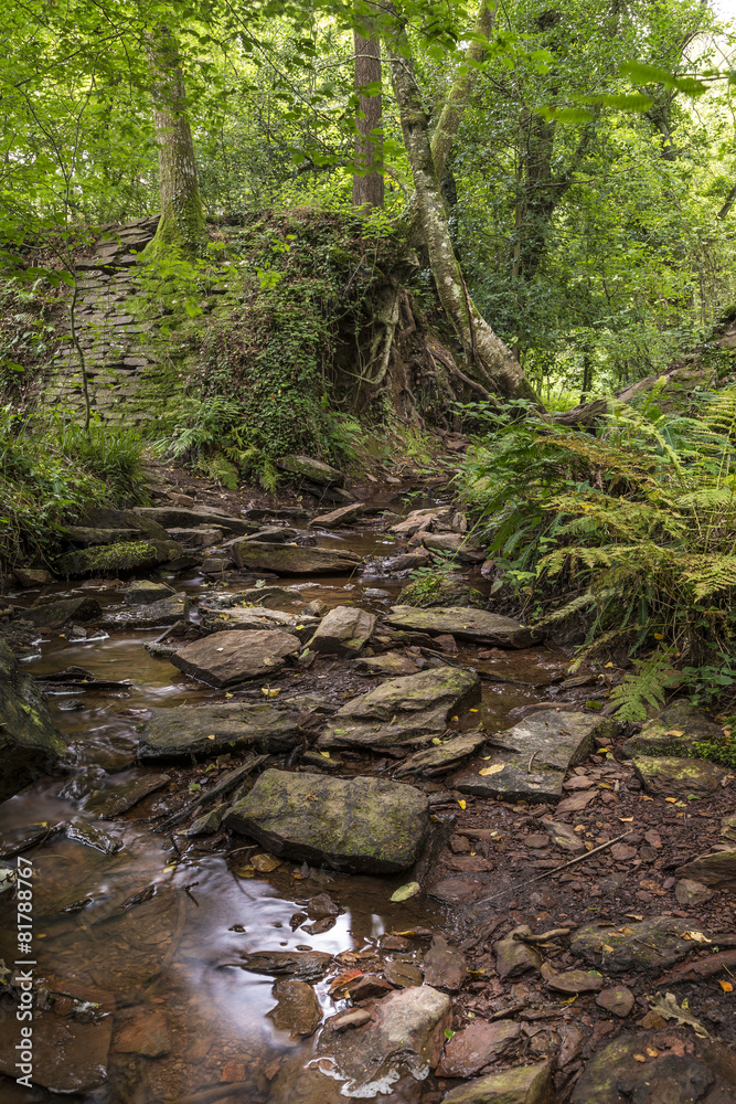 La forêt de brocéliande