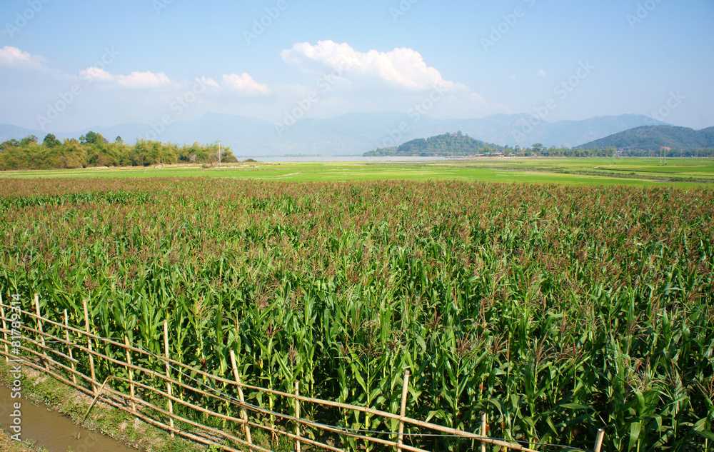 maize field intercrop paddy