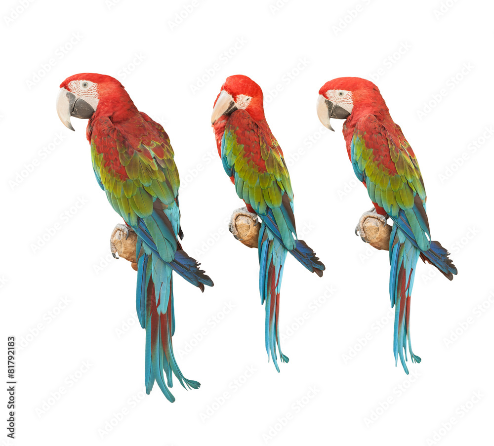 Obraz premium Colorful macaw.