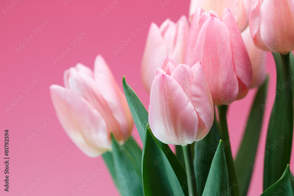 Naklejka premium チューリップ