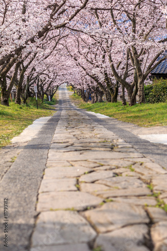 桜のアーチ © TOMO