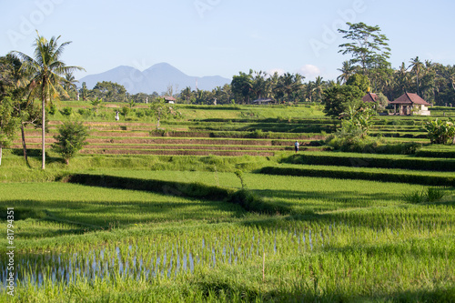 Terrace rice fields  Bali  Indonesia