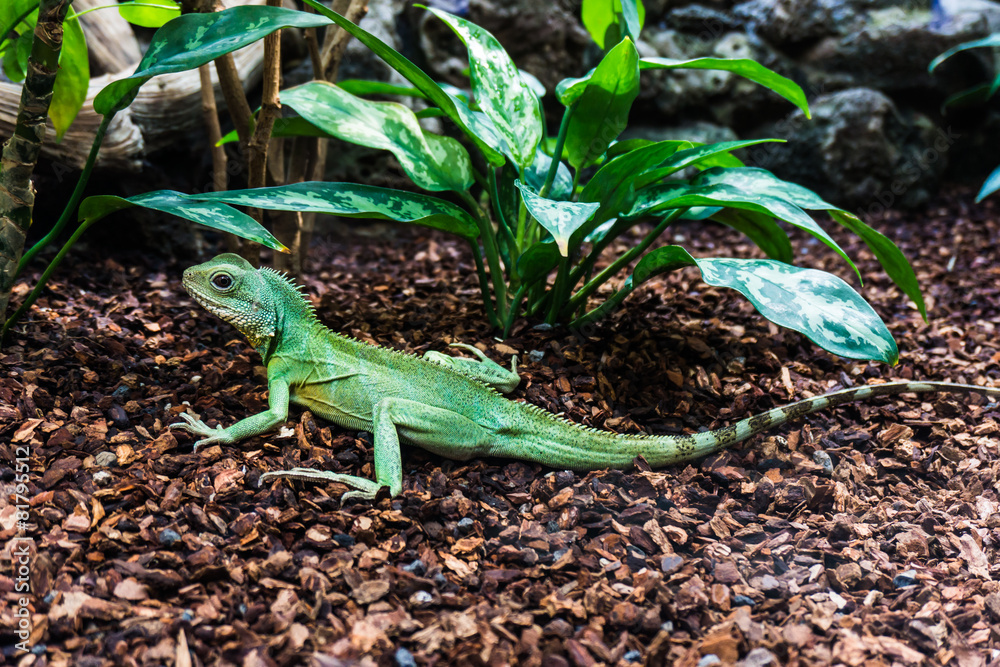 Fototapeta premium Green lizard. Water Dragon. Green Water Dragon.