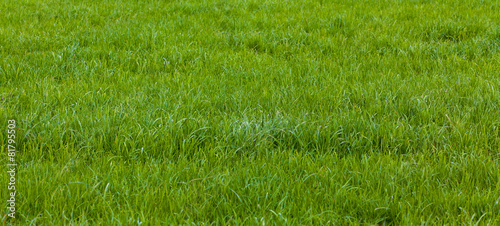 Beautiful green grass. Grass background. Green grass texture