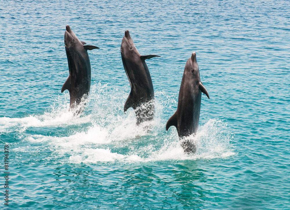 Fototapeta premium bottlenose dolphins