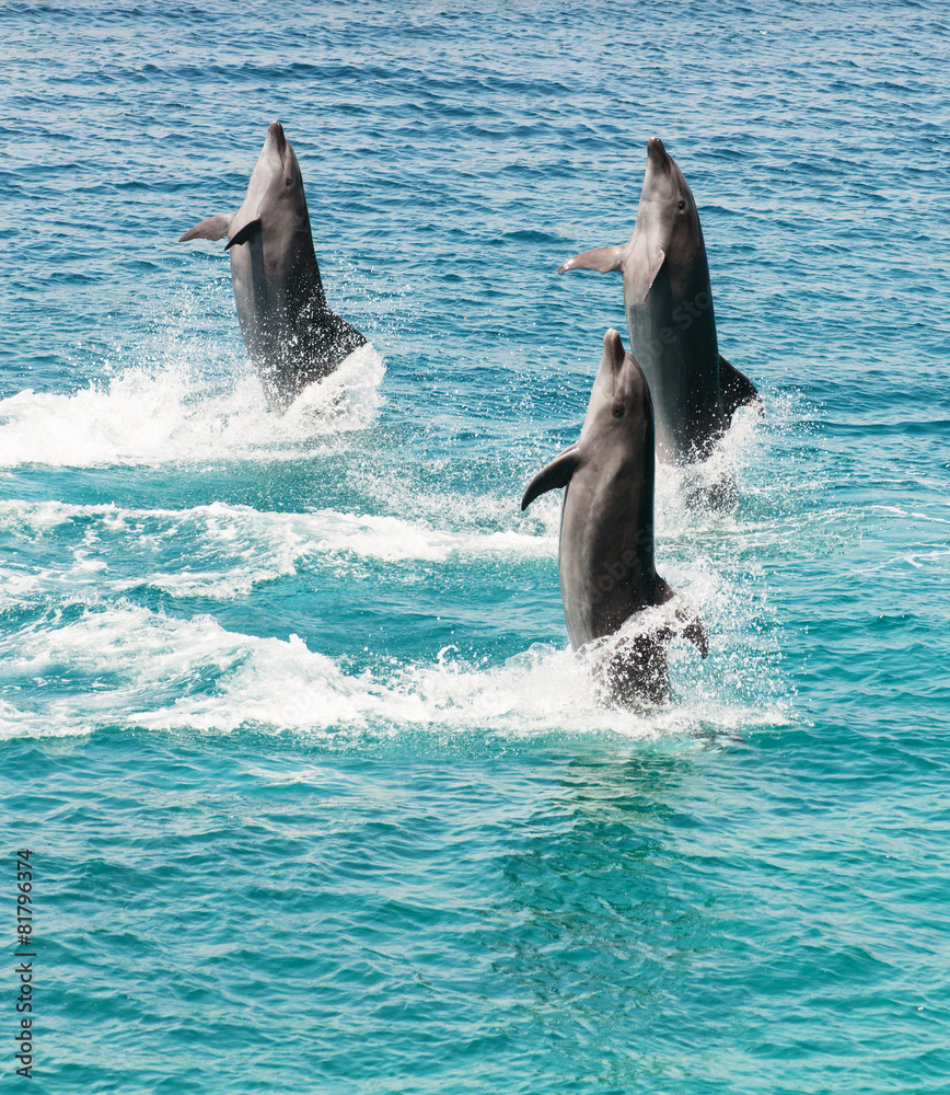 Obraz premium bottlenose dolphins