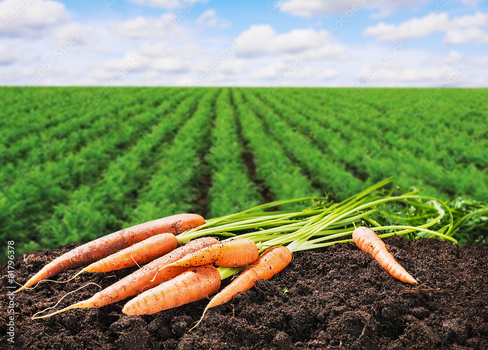 fresh carrots on the ground in the soil - obrazy, fototapety, plakaty 