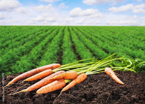fresh carrots on the ground in the soil
