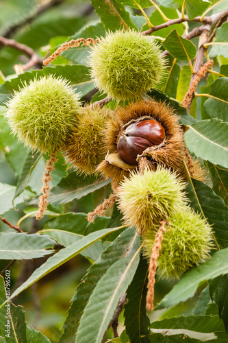 sweet chestnuts husks and seeds