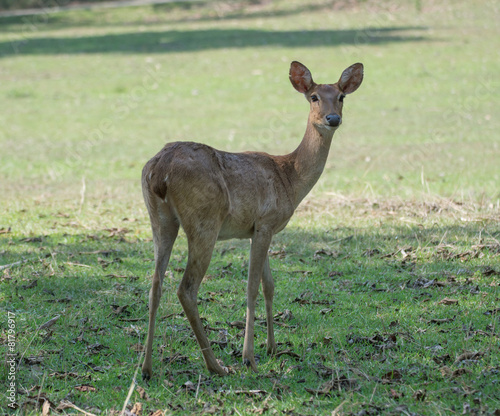 Sangai or Thamin deer  photo