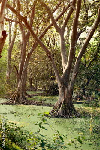 Green water algae at bird sanctuary lake