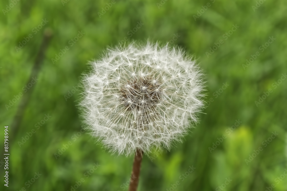 Fluffy dandelion Fluffy dandelion