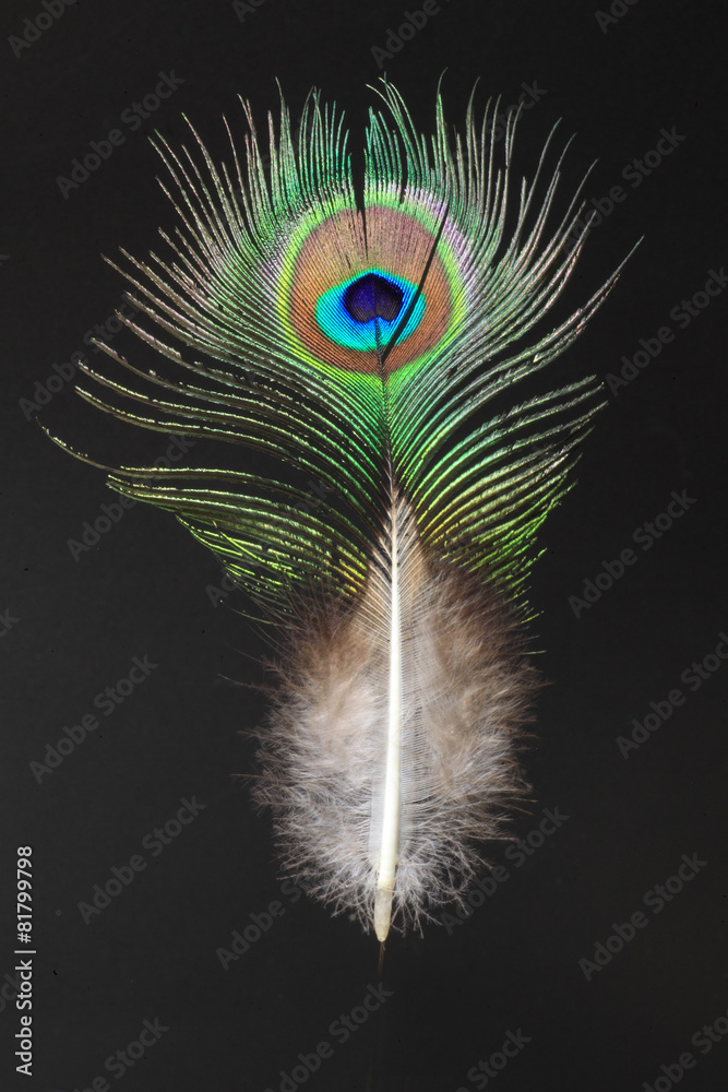 Obraz premium feather of Green Peafowl (Pavo muticus)