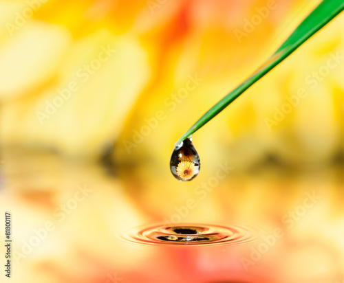 pot marigold flower mirroring inside dew drops
