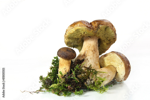 mushroom penny bun (Boletus edulis) on white background