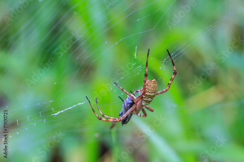 multicolored Spider with Prey