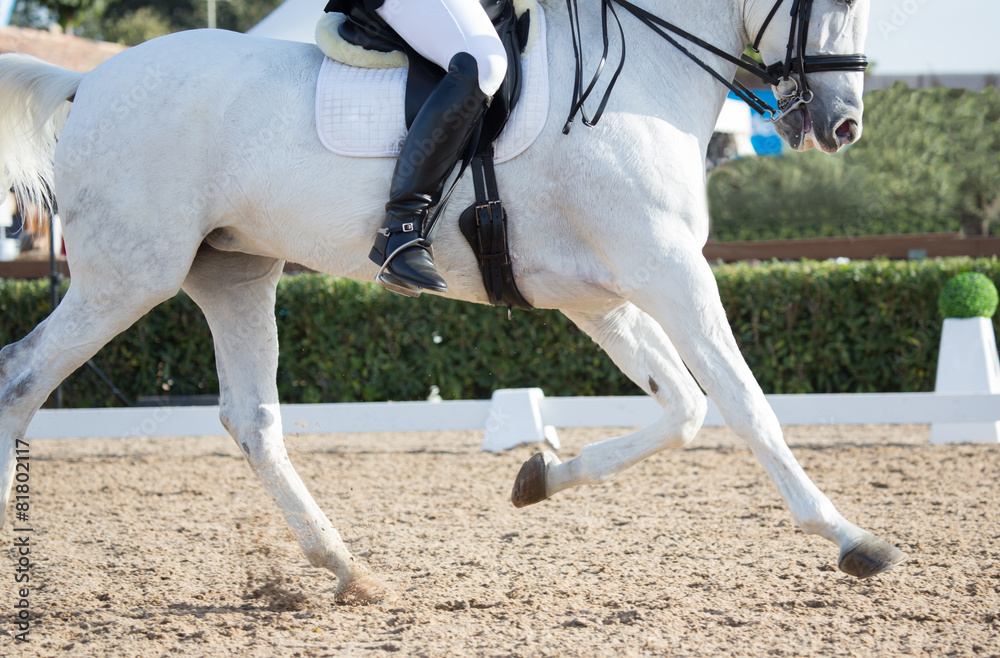 Dressage Horses Dressage Horses