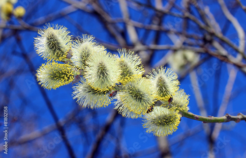 Branch of a blossoming willow