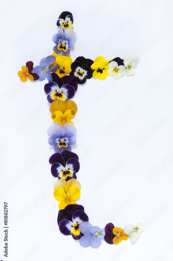 letter T alphabet made from pansy flowers letter T alphabet made from pansy flowers