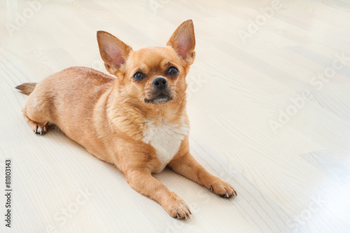 Red chihuahua dog on wooden background.