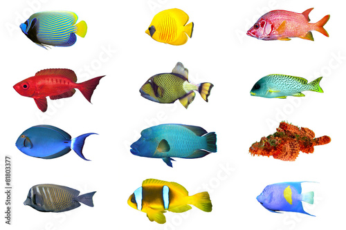 Fish species - index of red sea fish isolated on white