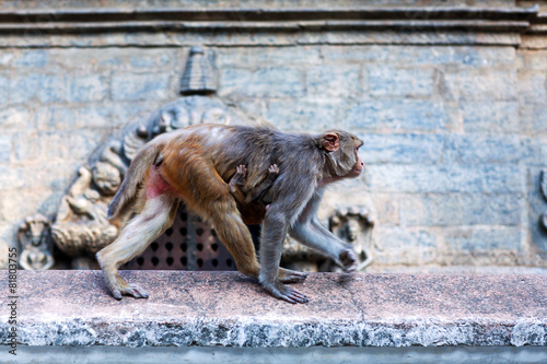 Rhesus makaque monkeys photo