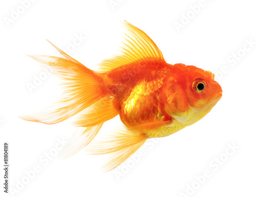 Gold fish Isolation on the white background