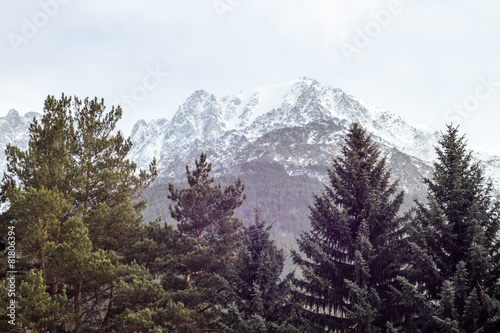 Spruce and mountains