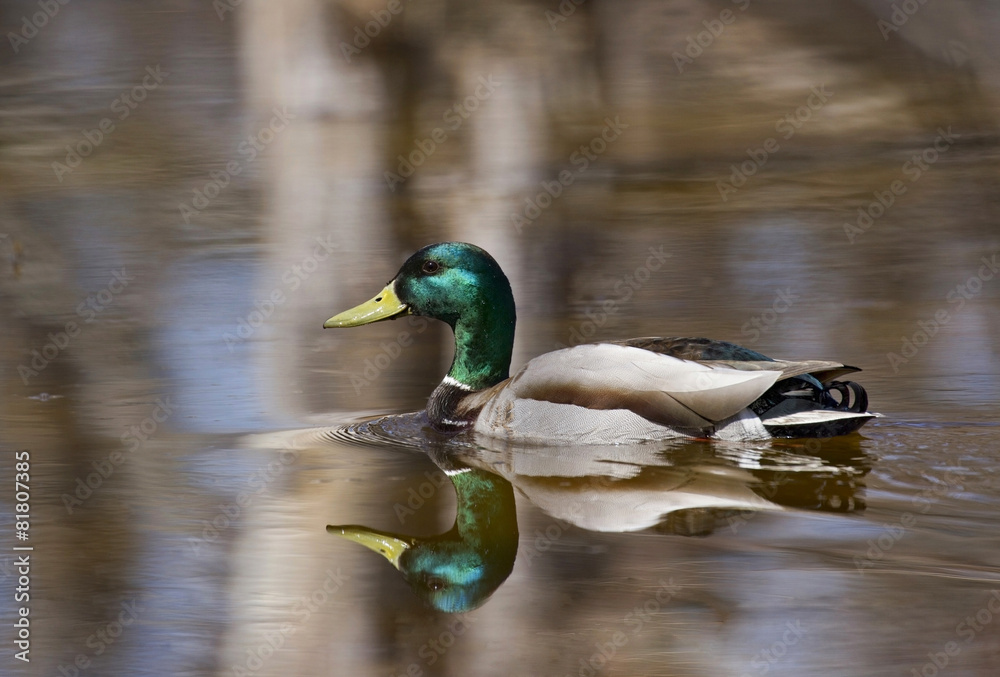 Obraz premium canard dans un marais