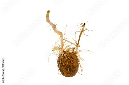 Potato with sprouts shoots isolated white