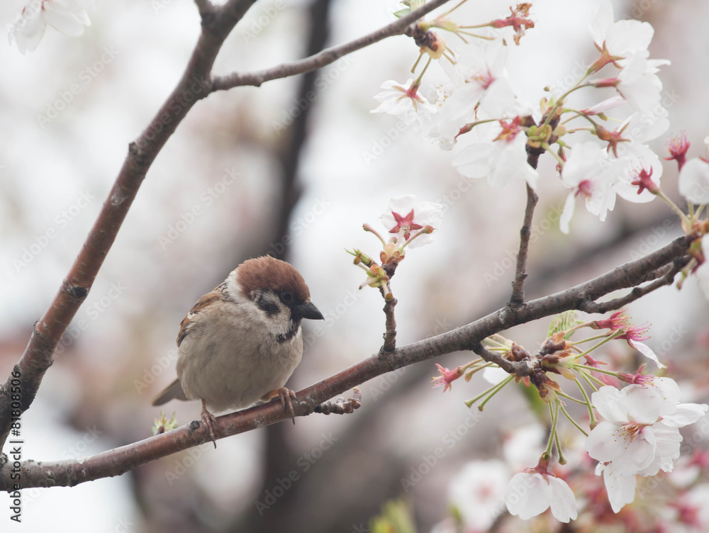 Tree sparrow bird on the cheery blossom tree Tree sparrow bird on the cheery blossom tree