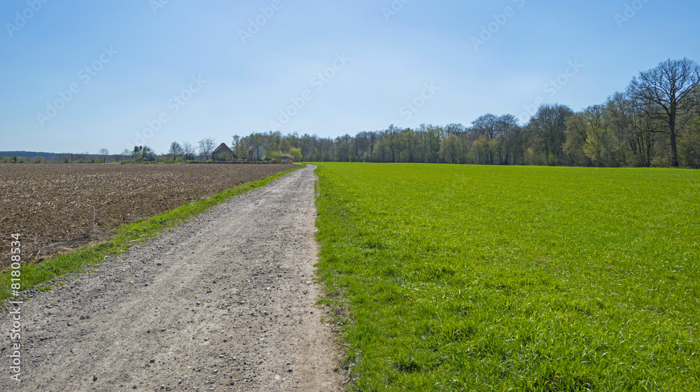 Dirt road through sunny farmland in spring