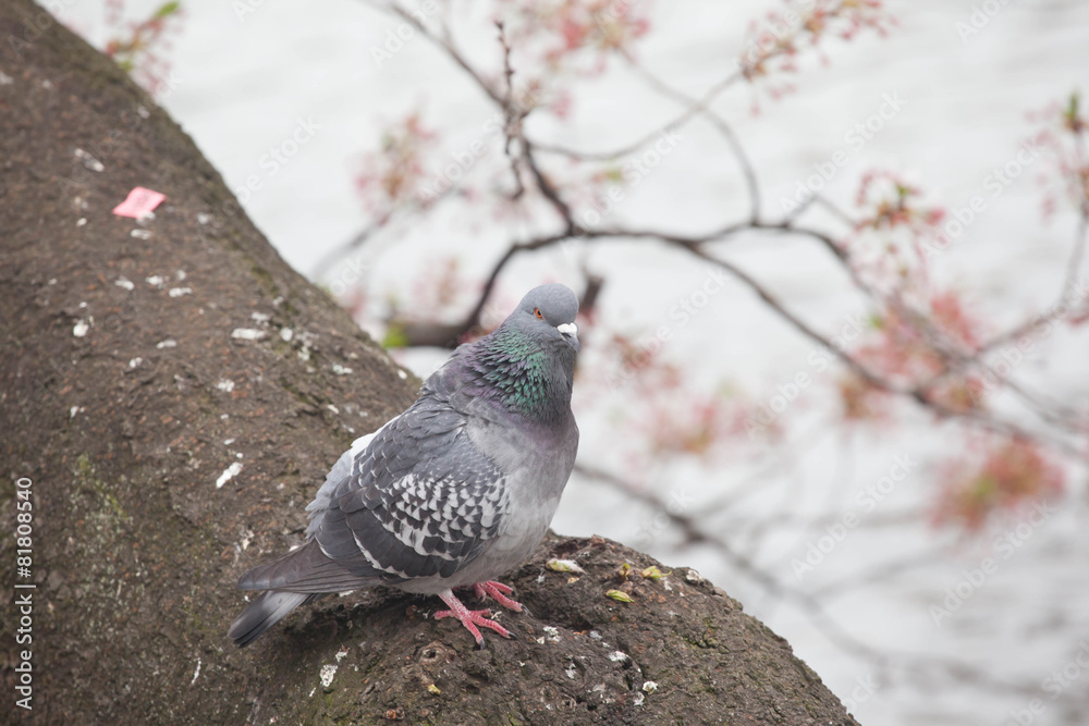 Obraz premium Pigeon bird on the cherry blossom tree