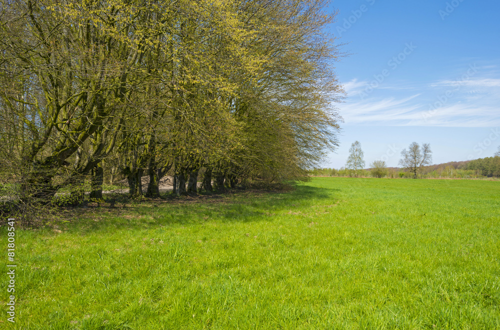 Trees along a sunny meadow in spring