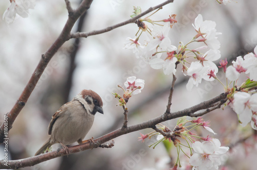 Tree sparrow bird on the cheery blossom tree