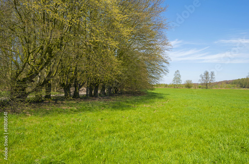 Trees along a sunny meadow in spring
