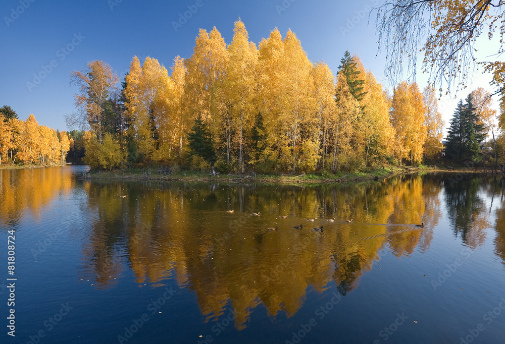 Ducks in autumn lake