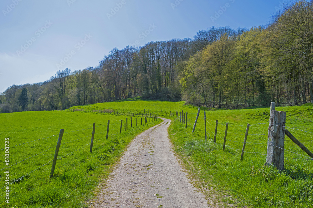 Hiking trail along trees in sunlight in spring Hiking trail along trees in sunlight in spring