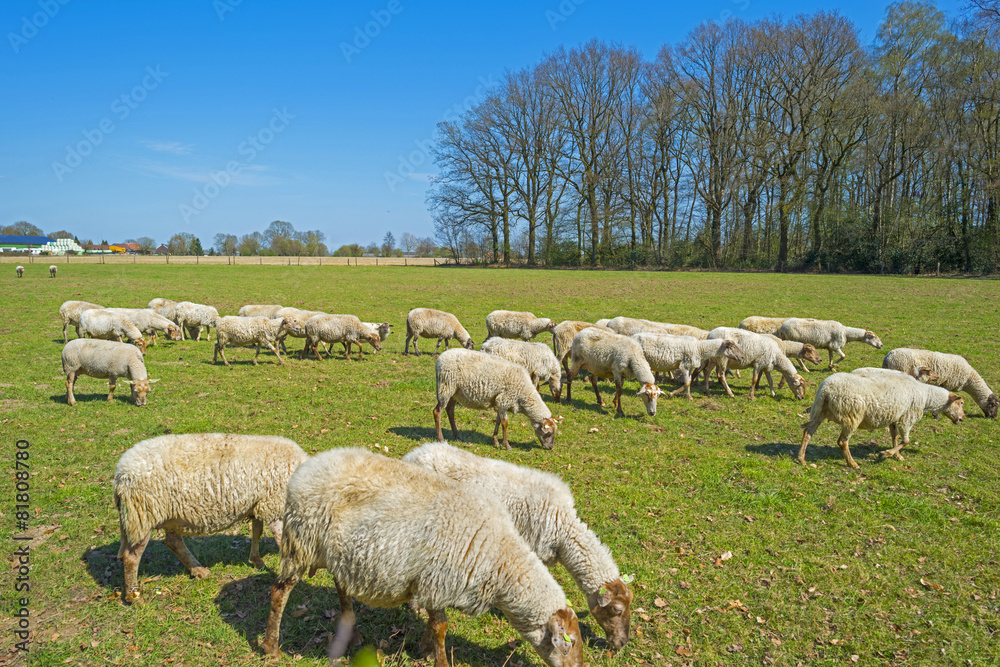 Herd of sheep in a sunny meadow in spring