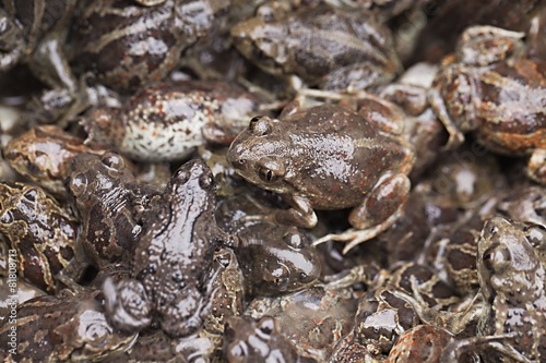 Frogs in a pile