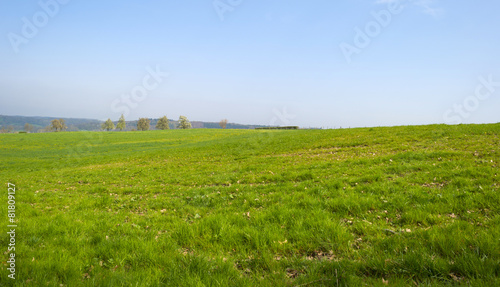 Panorama of a sunny green meadow on a hill