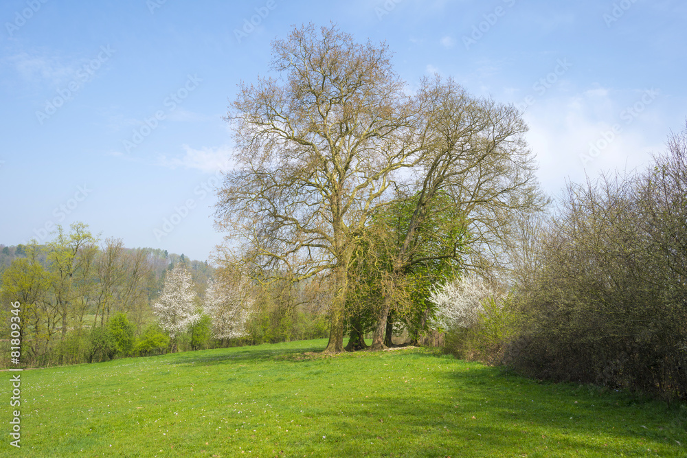 Trees along a sunny meadow in spring Trees along a sunny meadow in spring