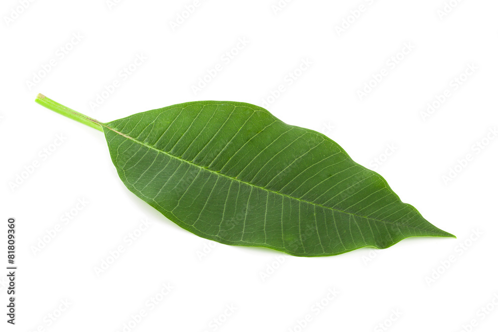 Fototapeta premium green leaf isolated on white background