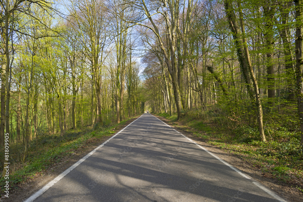 Obraz premium Road through a sunny forest in spring
