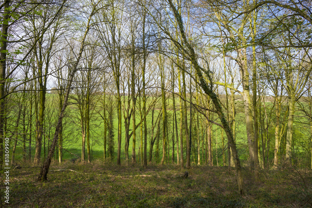 Trees in a sunny forest in spring Trees in a sunny forest in spring